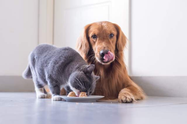 Pet Food: Rich Variety and Diverse Nutrition